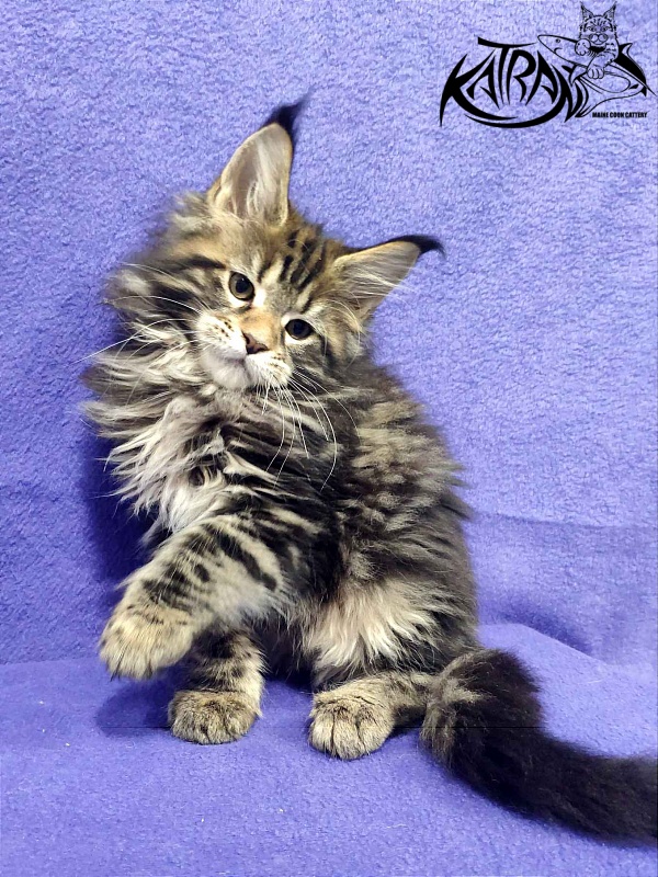 Katran Tais - Kitten maine-coon 2 months