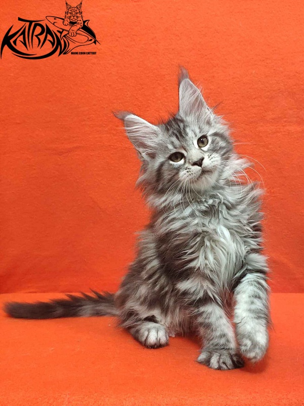 Katran Tamila - Kitten maine-coon 2 months