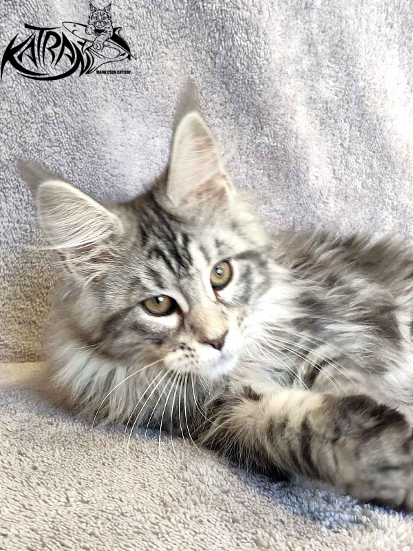 Katran Tamila - Kitten maine-coon 3 months