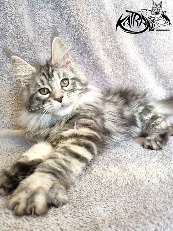 Katran Tamila - Kitten maine-coon 3 months