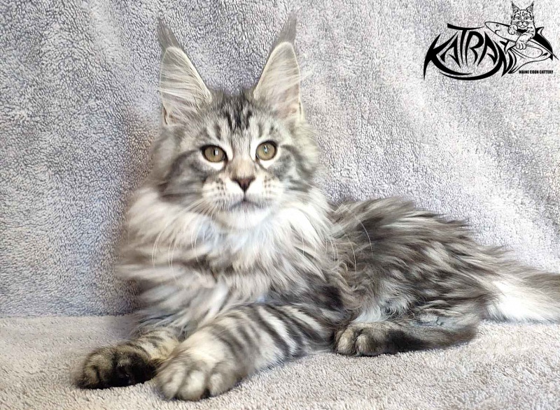 Katran Tamila - Kitten maine-coon 3 months