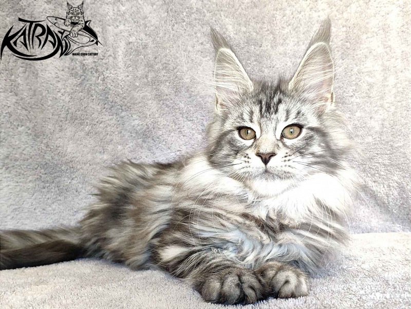 Katran Tamila - Kitten maine-coon 3 months