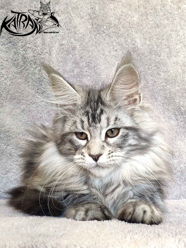Katran Tamila - Kitten maine-coon 3 months