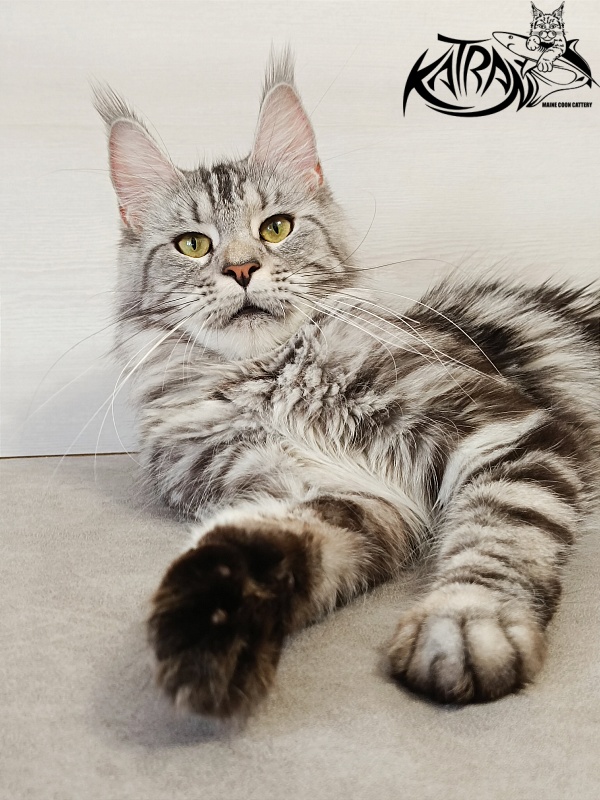 Katran Tamila - Adult maine-coon 1 year 5.5 months
