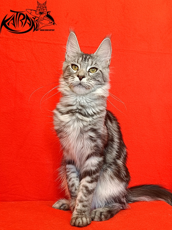Katran Tamila - Junior maine-coon 8 months