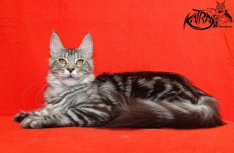 Katran Tamila - Junior maine-coon 8 months