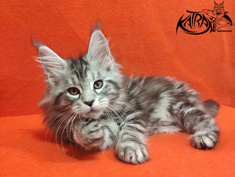 Katran Tamila - Kitten maine-coon 2 months