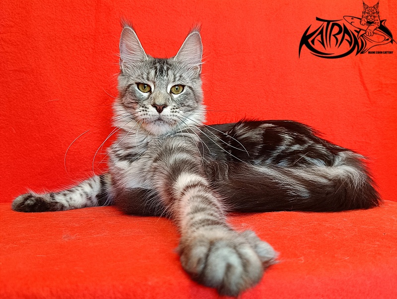 Katran Tamila - Junior maine-coon 8 months