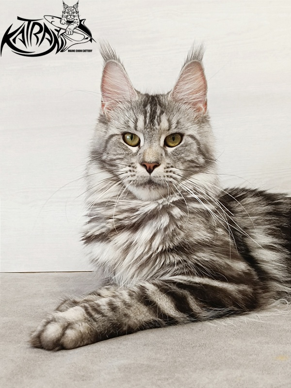 Katran Tamila - Adult maine-coon 1 year 5.5 months