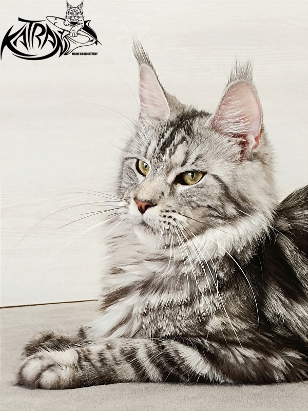 Katran Tamila - Adult maine-coon 1 year 5.5 months