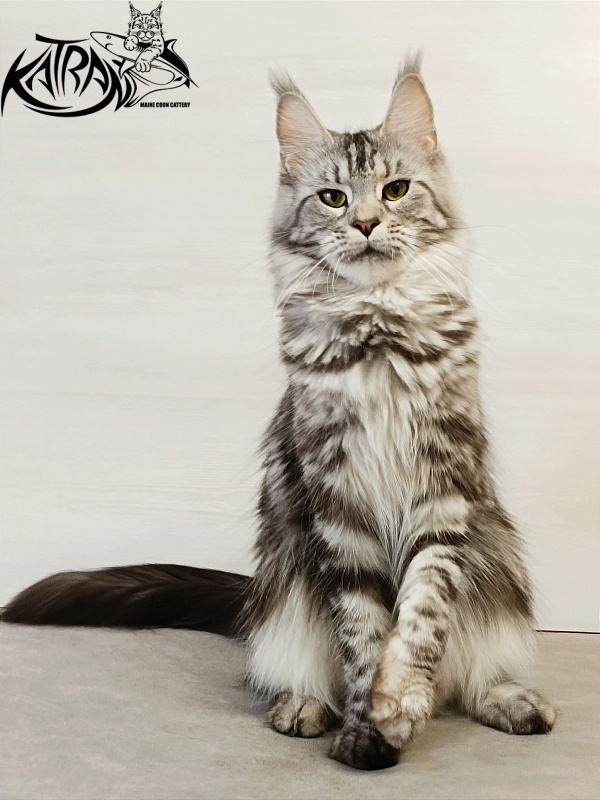 Katran Tamila - Adult maine-coon 1 year 5.5 months