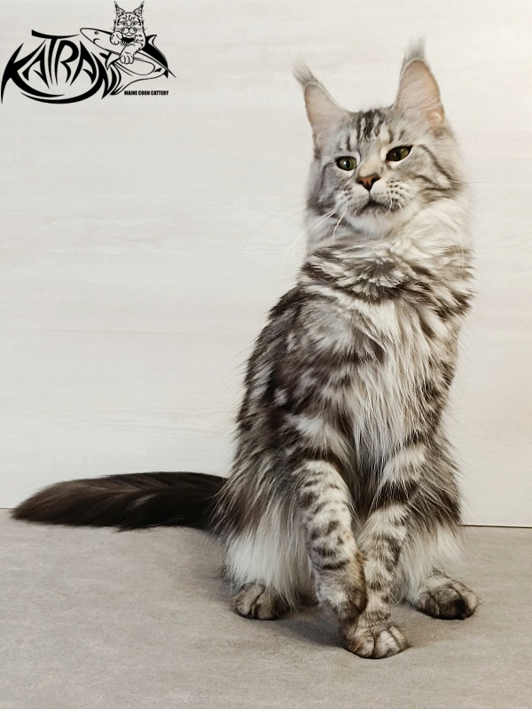Katran Tamila - Adult maine-coon 1 year 5.5 months