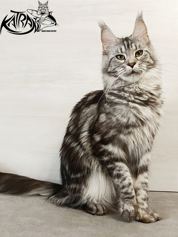 Katran Tamila - Adult maine-coon 1 year 5.5 months