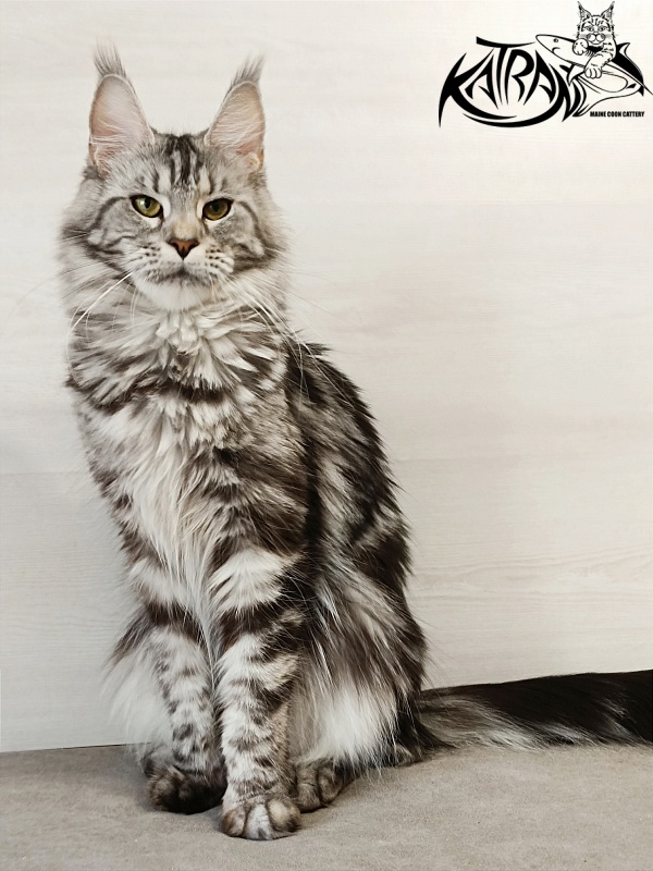 Katran Tamila - Adult maine-coon 1 year 5.5 months