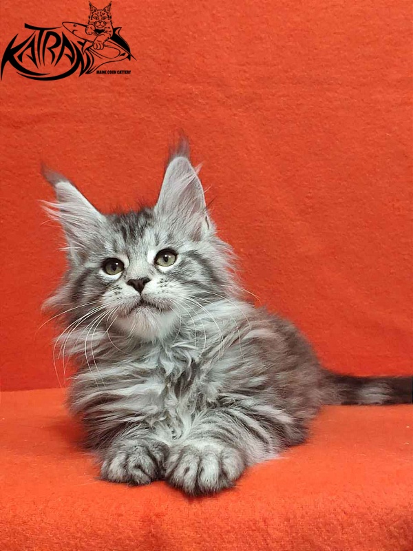 Katran Tamila - Kitten maine-coon 2 months