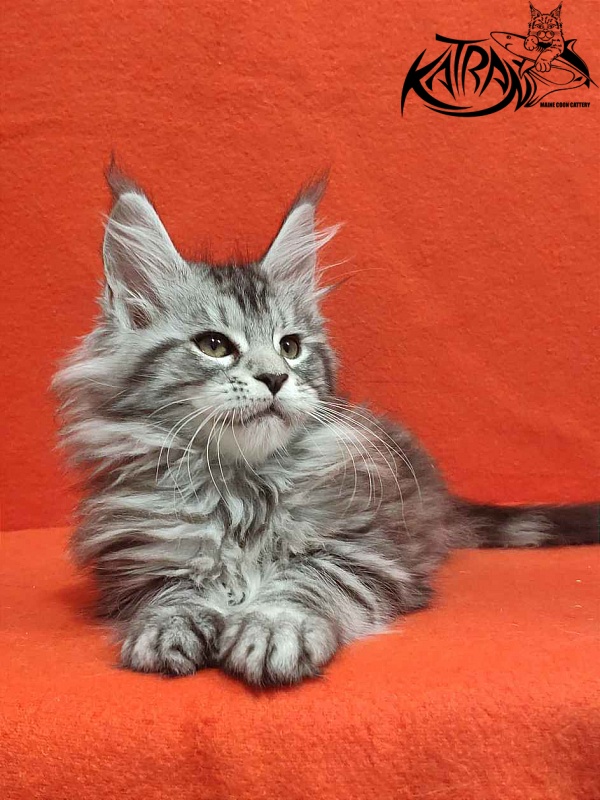 Katran Tamila - Kitten maine-coon 2 months