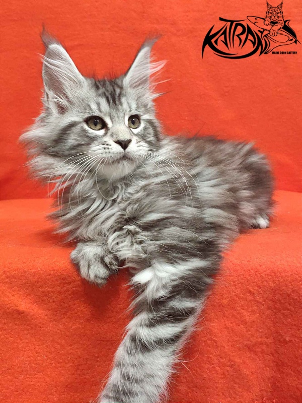 Katran Tamila - Kitten maine-coon 2 months
