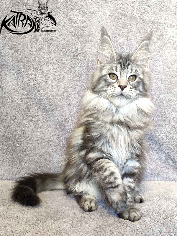 Katran Tamila - Kitten maine-coon 3 months