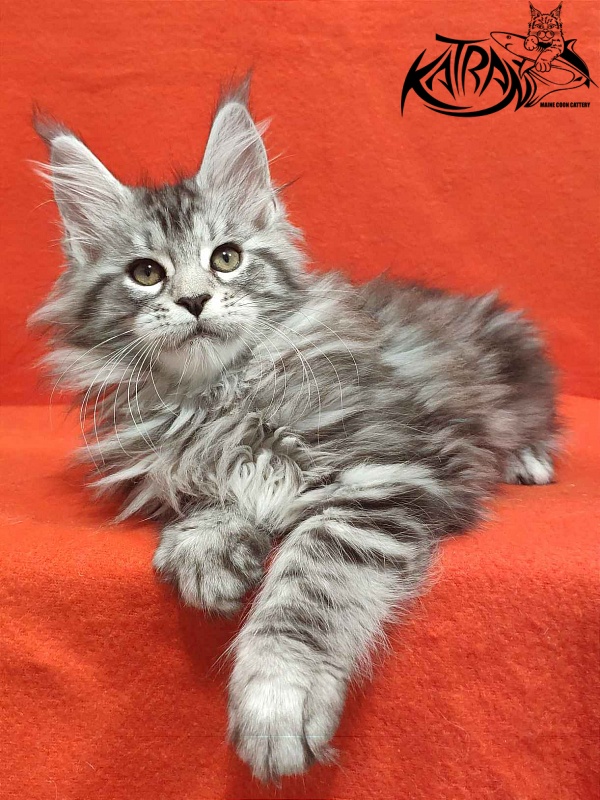 Katran Tamila - Kitten maine-coon 2 months