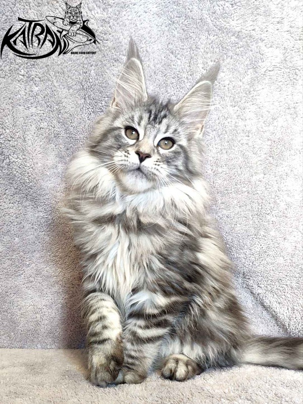 Katran Tamila - Kitten maine-coon 3 months