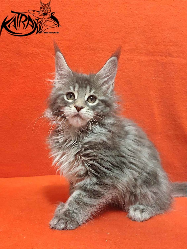 Katran Tiffani - Кошеня мейн-кун 2 місяця