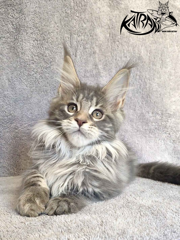 Katran Tiffani - Кошеня мейн-кун 3 місяця