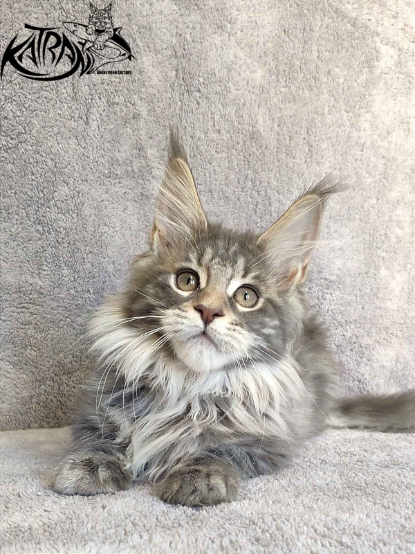 Katran Tiffani - Кошеня мейн-кун 3 місяця