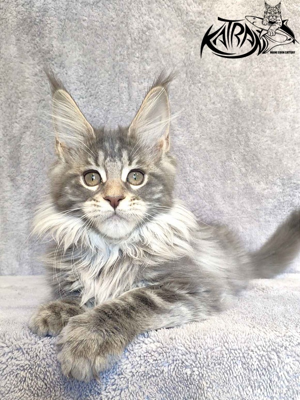 Katran Tiffani - Кошеня мейн-кун 3 місяця
