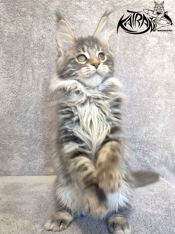 Katran Tiffani - Кошеня мейн-кун 3 місяця