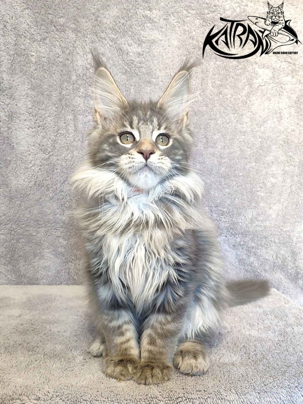 Katran Tiffani - Кошеня мейн-кун 3 місяця