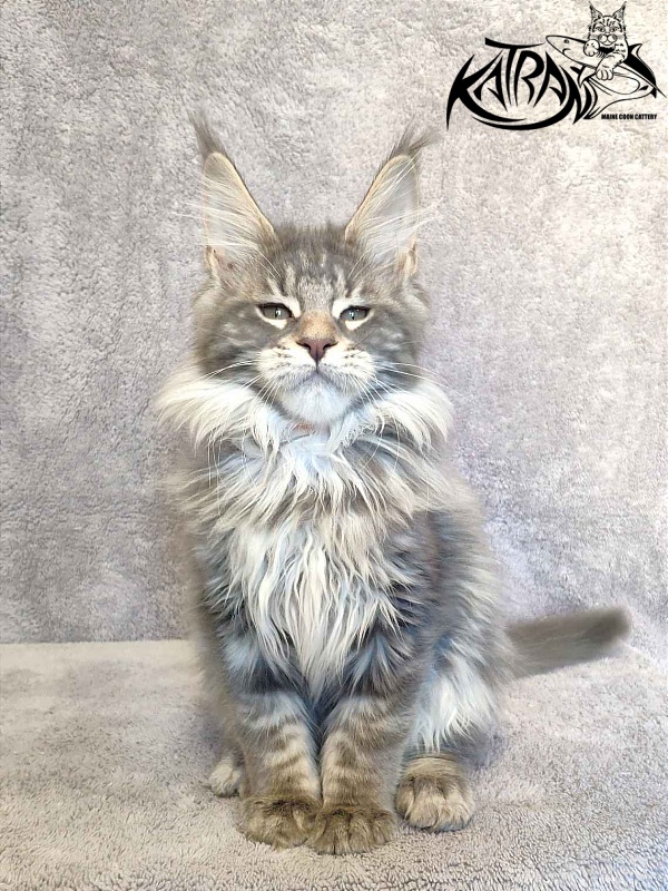 Katran Tiffani - Кошеня мейн-кун 2 місяця 3 тижні
