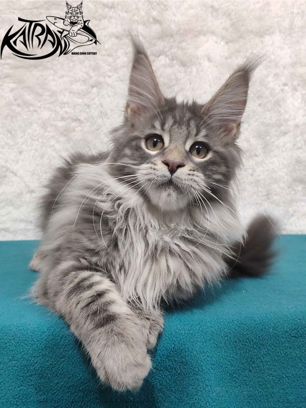 Katran Tiffani - Кошеня мейн-кун 4 місяця