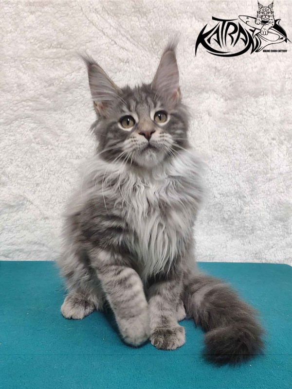 Katran Tiffani - Кошеня мейн-кун 4 місяця