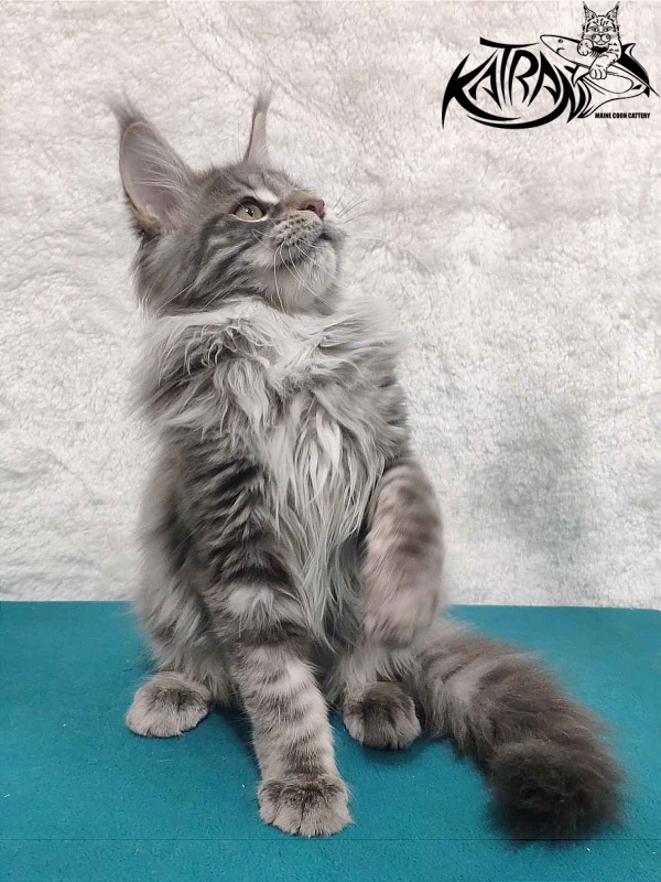 Katran Tiffani - Кошеня мейн-кун 4 місяця