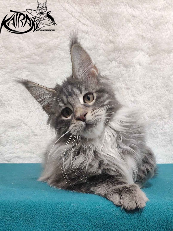 Katran Tiffani - Кошеня мейн-кун 4 місяця