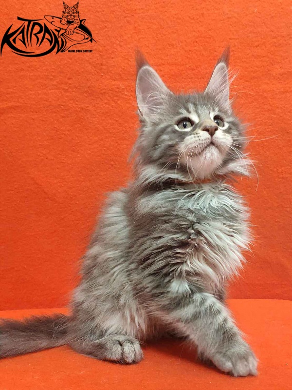 Katran Tiffani - Кошеня мейн-кун 2 місяця