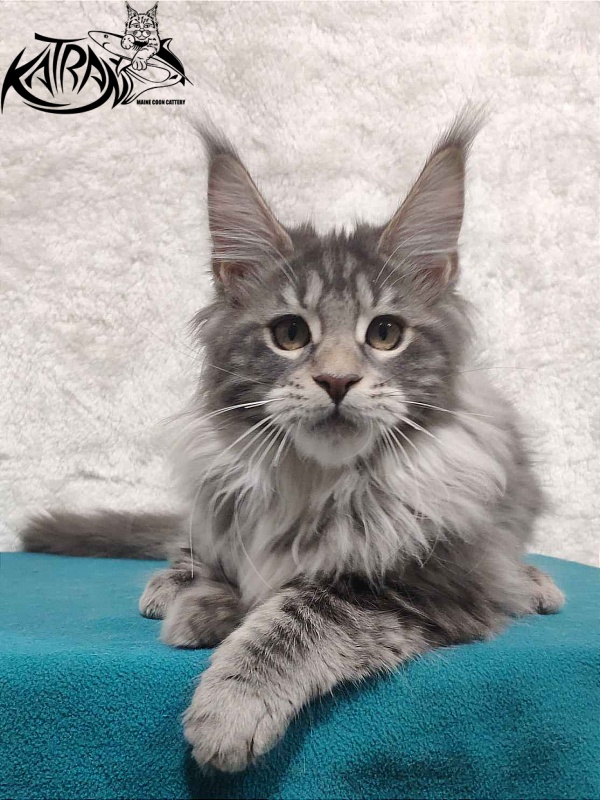 Katran Tiffani - Кошеня мейн-кун 4 місяця