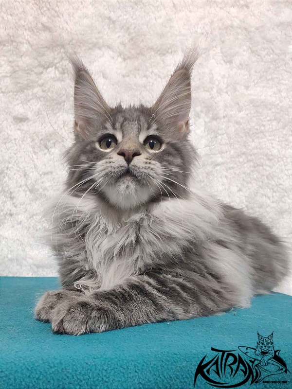 Katran Tiffani - Кошеня мейн-кун 4 місяця