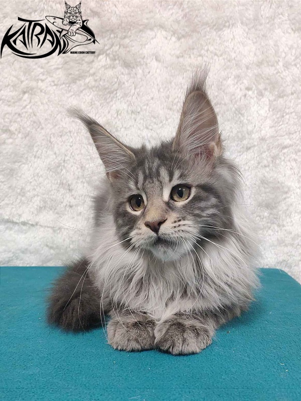 Katran Tiffani - Кошеня мейн-кун 4 місяця