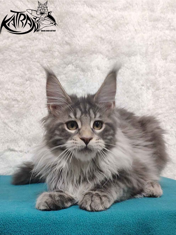 Katran Tiffani - Кошеня мейн-кун 4 місяця