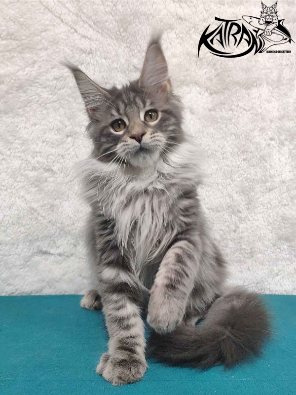 Katran Tiffani - Кошеня мейн-кун 4 місяця