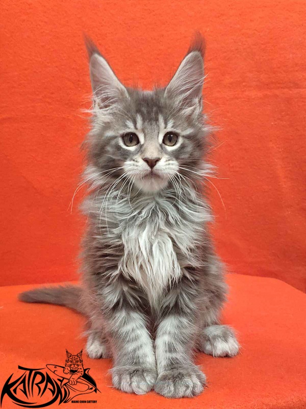 Katran Tiffani - Кошеня мейн-кун 2 місяця