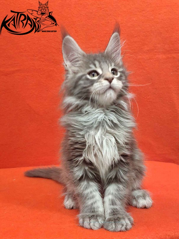 Katran Tiffani - Кошеня мейн-кун 2 місяця