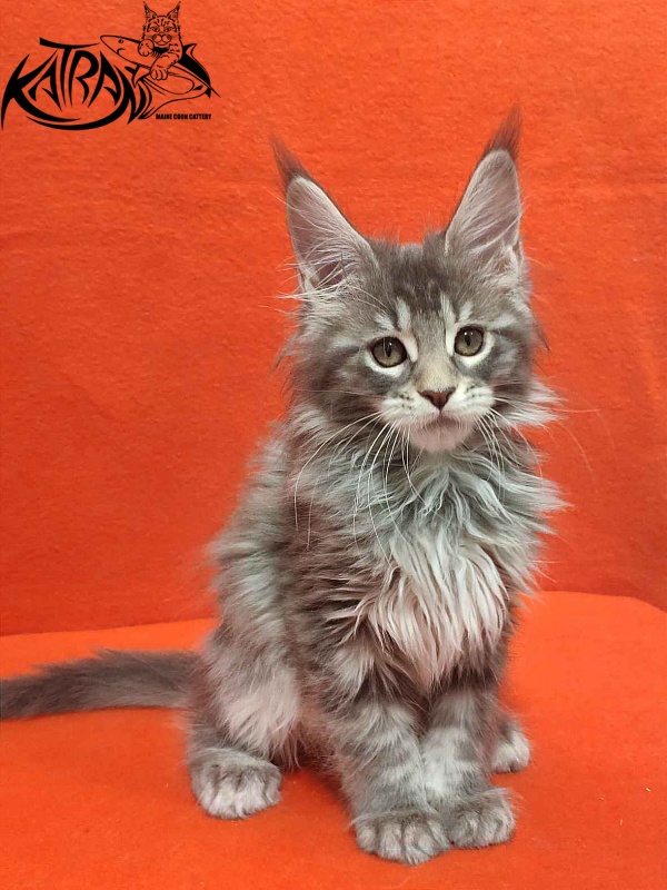Katran Tiffani - Кошеня мейн-кун 2 місяця