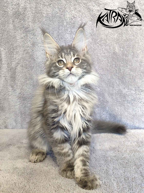 Katran Tiffani - Кошеня мейн-кун 3 місяця
