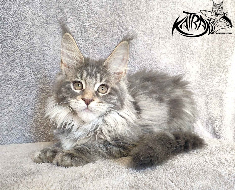 Katran Tiffani - Кошеня мейн-кун 3 місяця