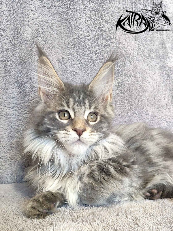 Katran Tiffani - Кошеня мейн-кун 3 місяця