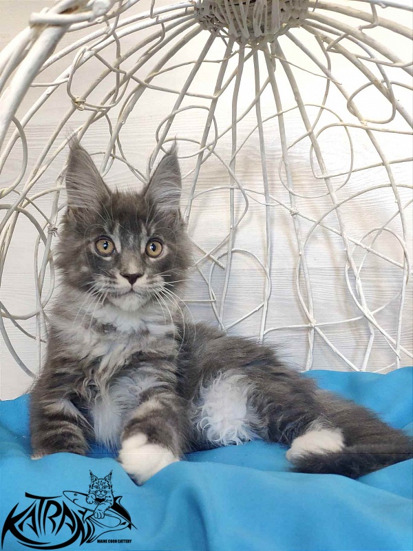 Katran Urus - Кошеня мейн-кун 2 місяця