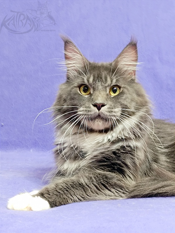 Katran Urus - Дорослий мейн-кун 1 рік 7 місяців