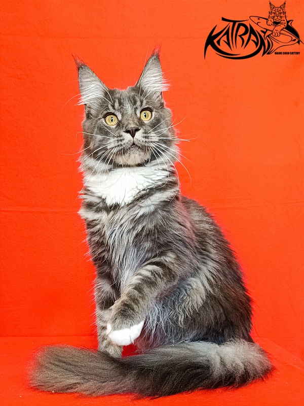 Katran Urus - Юніор мейн-кун 9 місяців